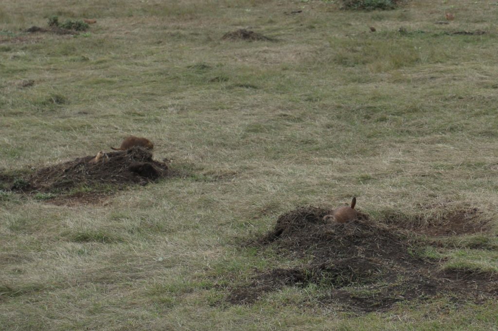 prairie-dogs