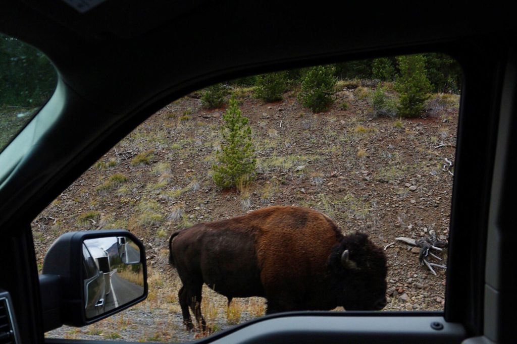 buffalo-custer-state-park
