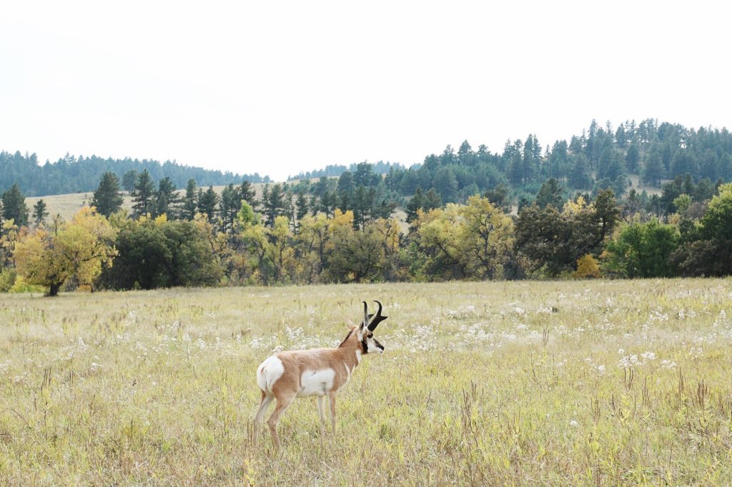 pronghorn-custer-state-park