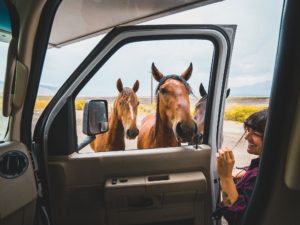 Mustangs-in-Reno