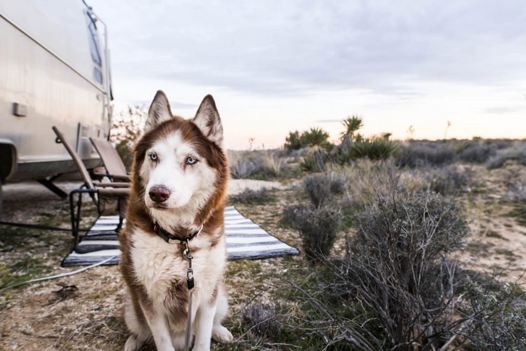 Husky Dog and Airstream Travel Trailer