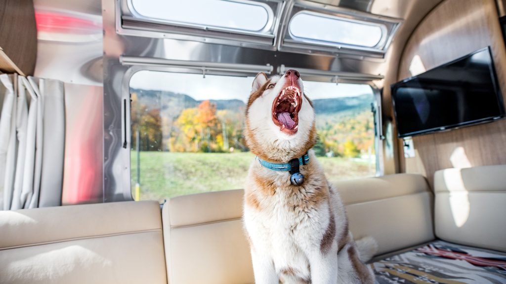 Husky in Airstream Camper Trailer