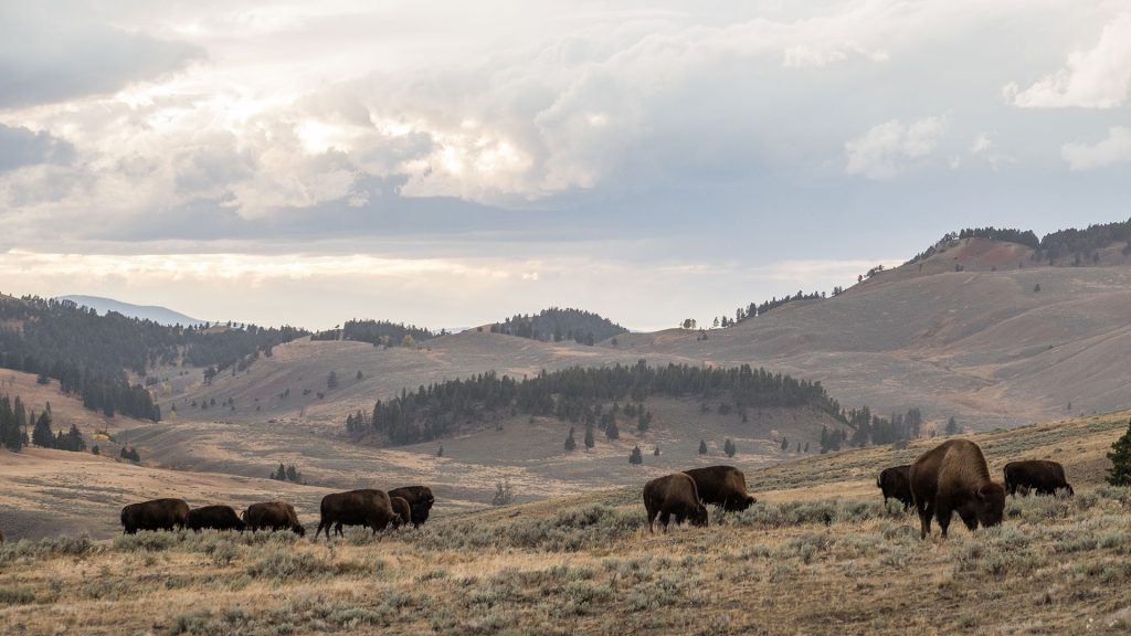 Airstream at Yellowstone National Park Buffalo Free Range