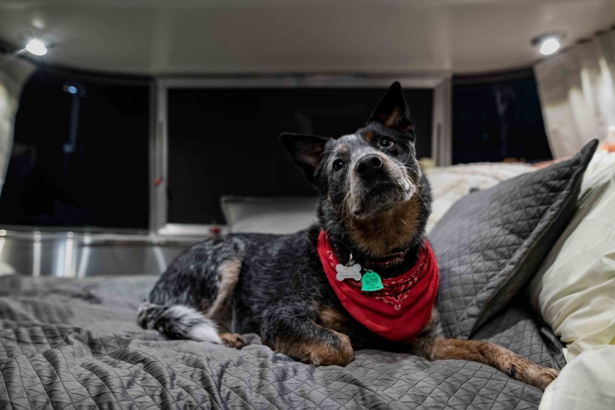 Airstream Travel Trailer Caravel Bed with Dog