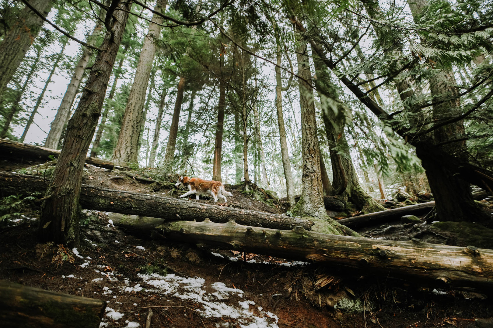 Airstream Travel Adventures Dog in Woods