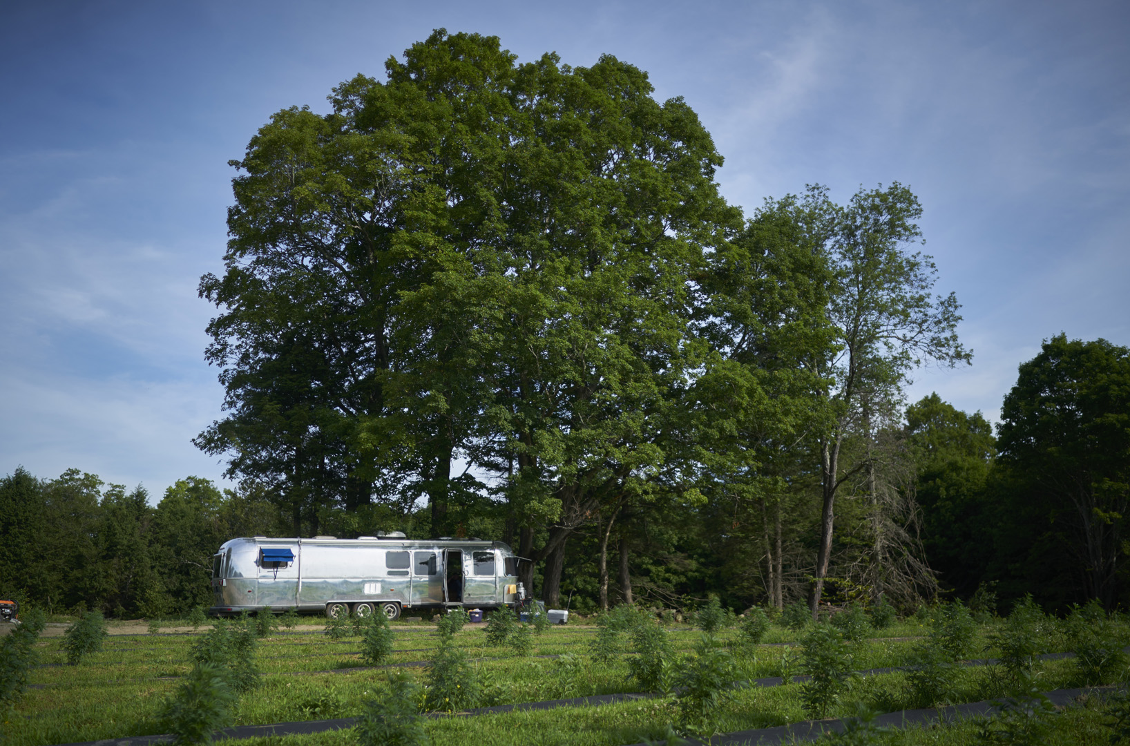 July, 2019. Plainfield, Vermont. Mont Kush hemp farm. Photo copyright John Chapple / www.JohnChapple.com