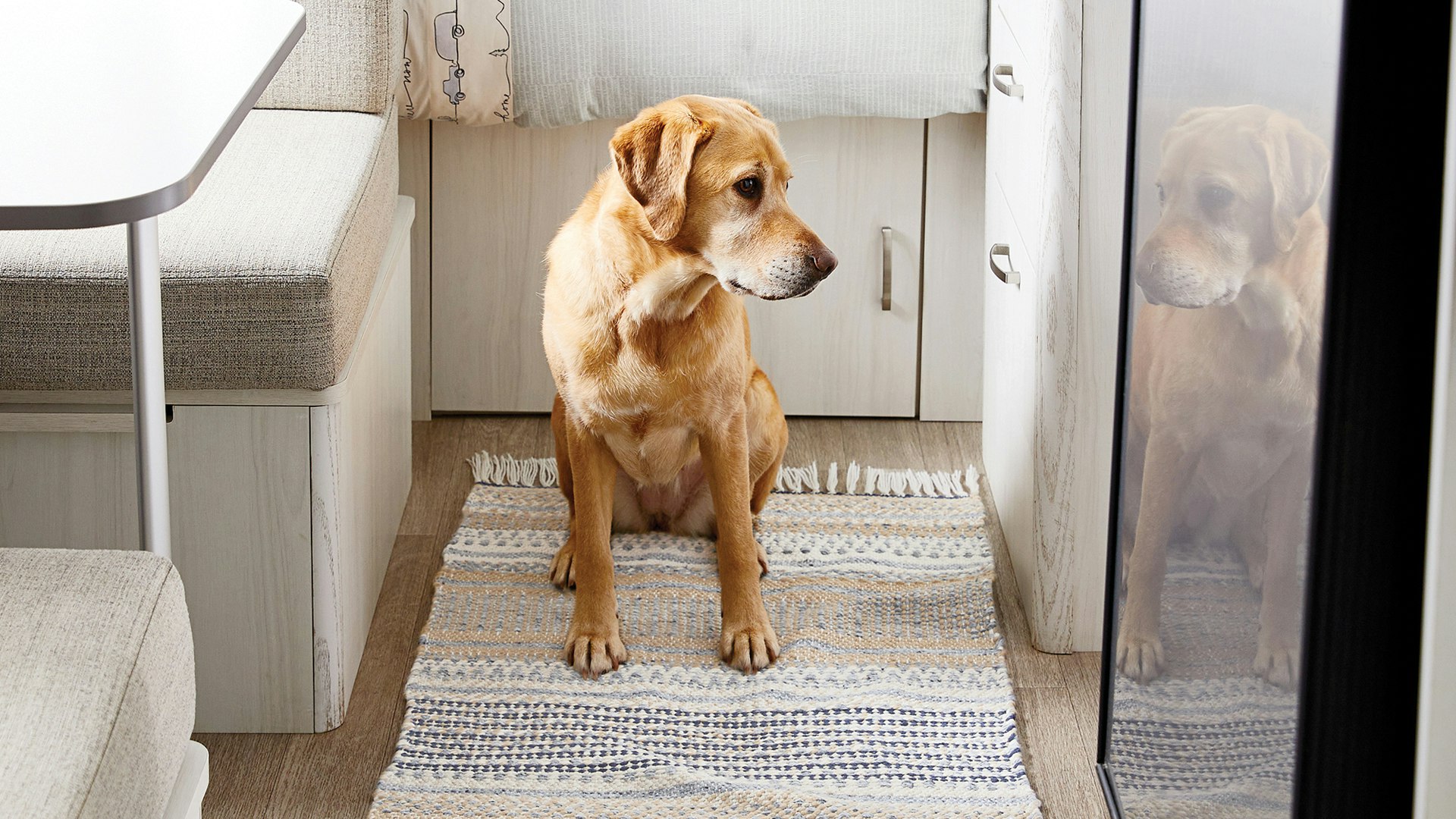 airstream-and-pottery-barn-dog