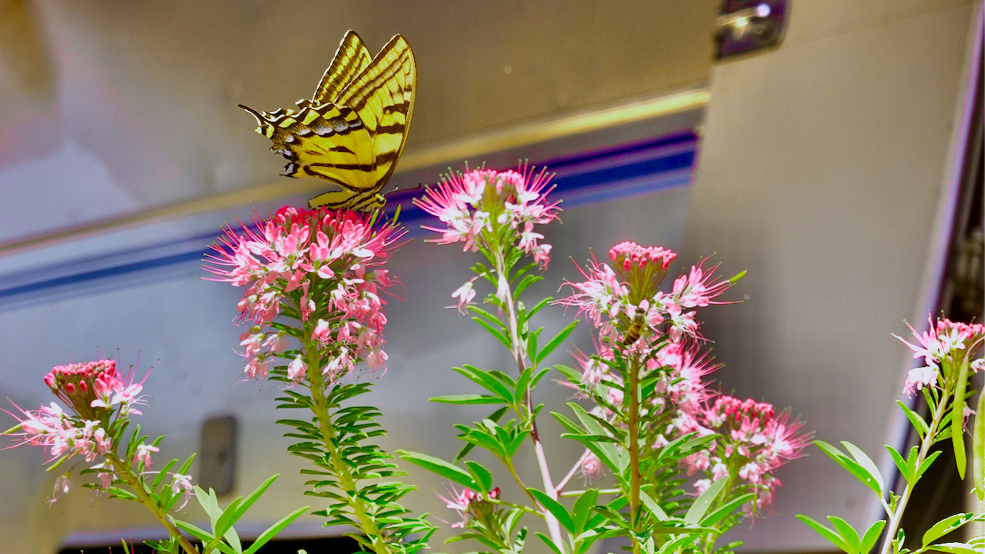 Butterfly sitting on a flower