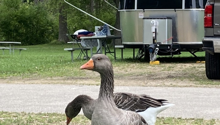 Airstream-geese