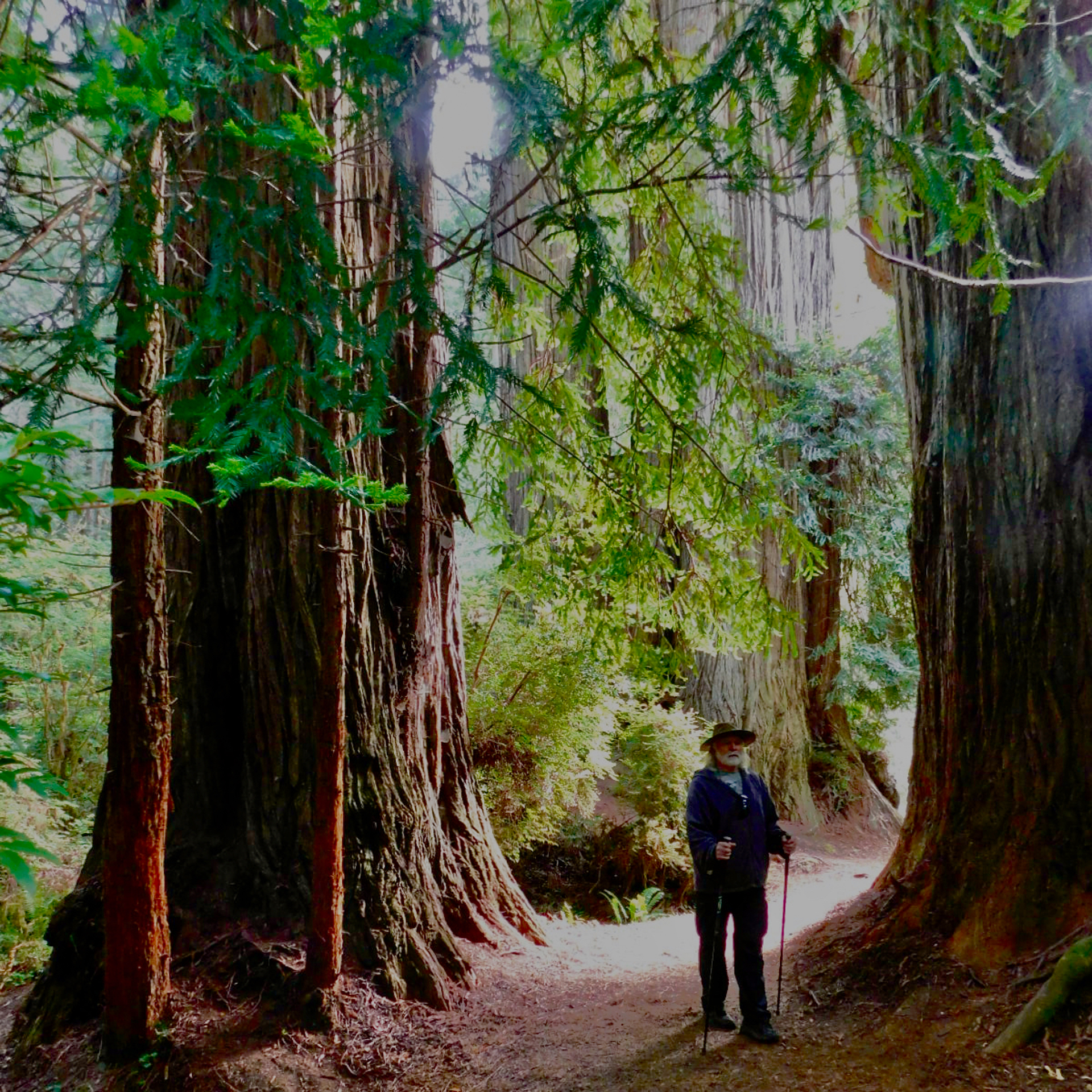 Jim hiking by the Redwood trees
