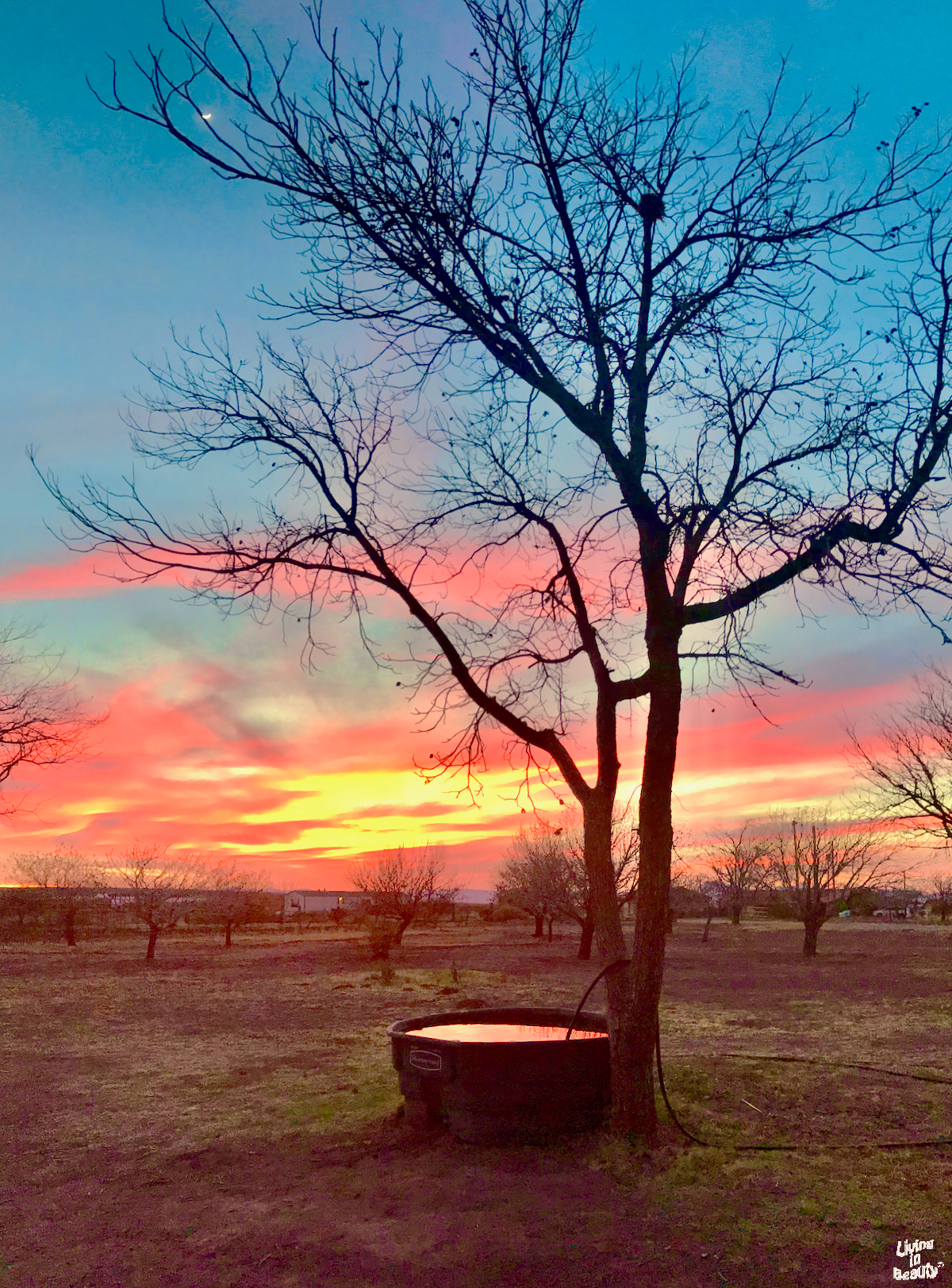 The sun setting with a blue, pink, and yellow sky with a fire ring and tree in the foreground.