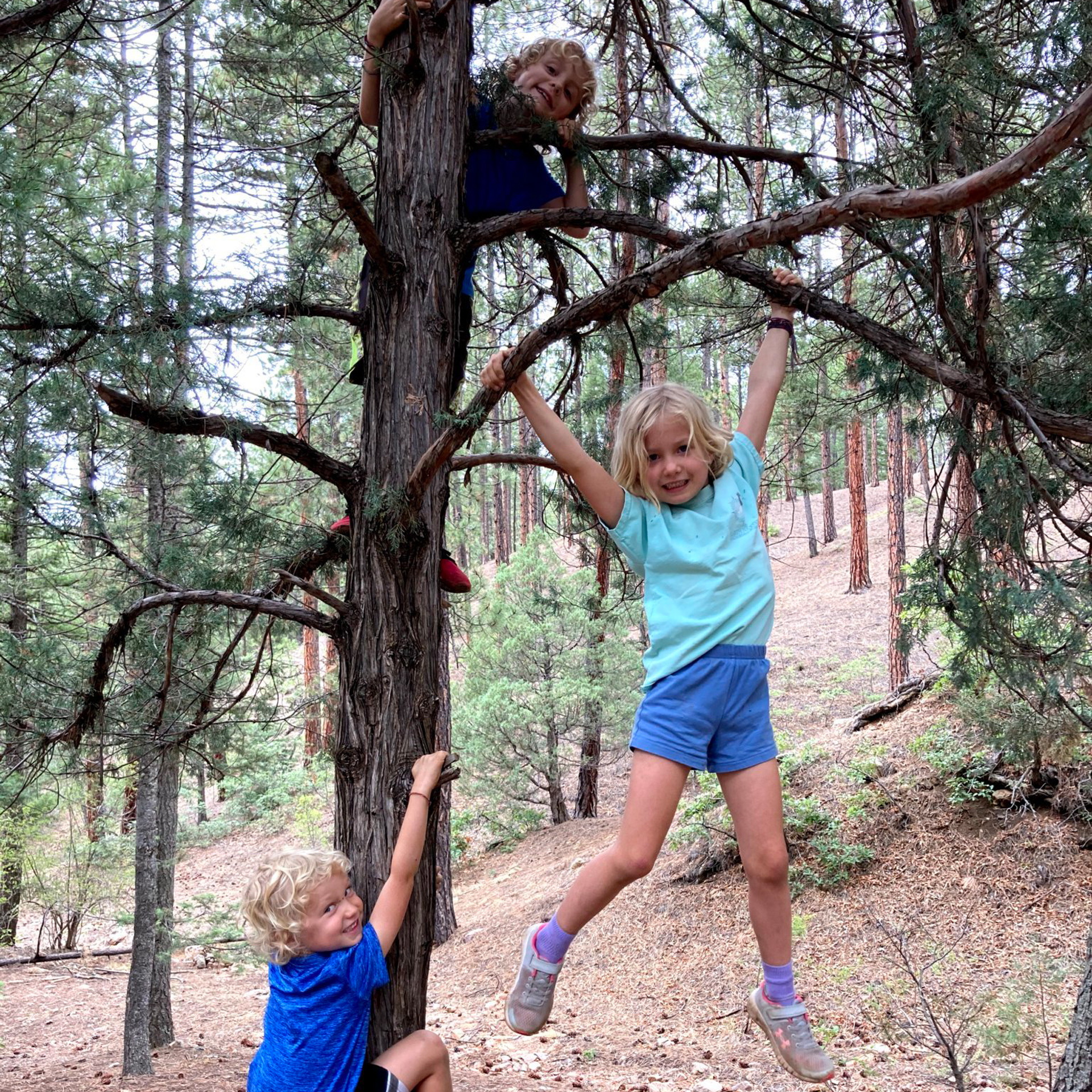 3 kids climbing in a tree in a woods.