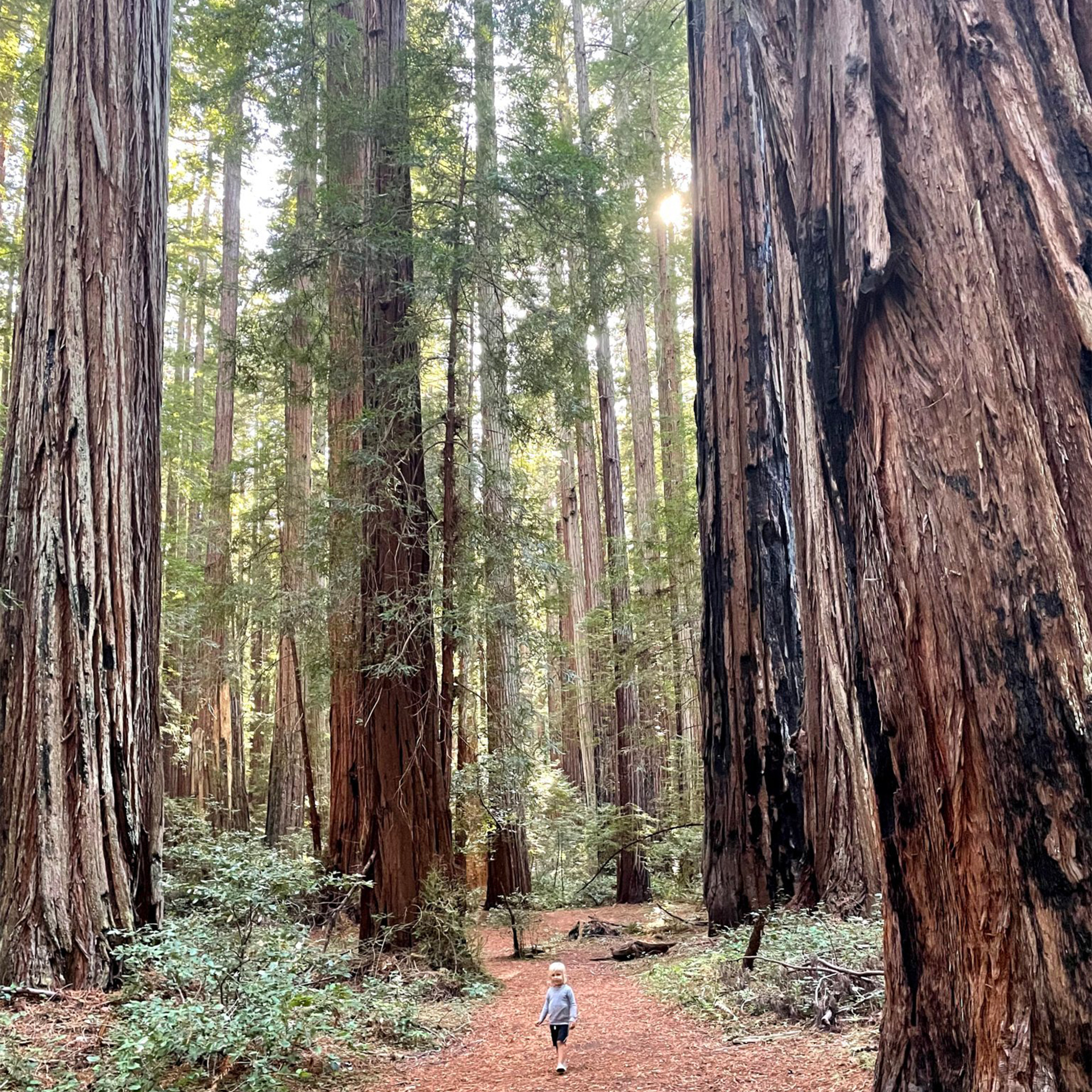 A child walking on a path through redwood trees.